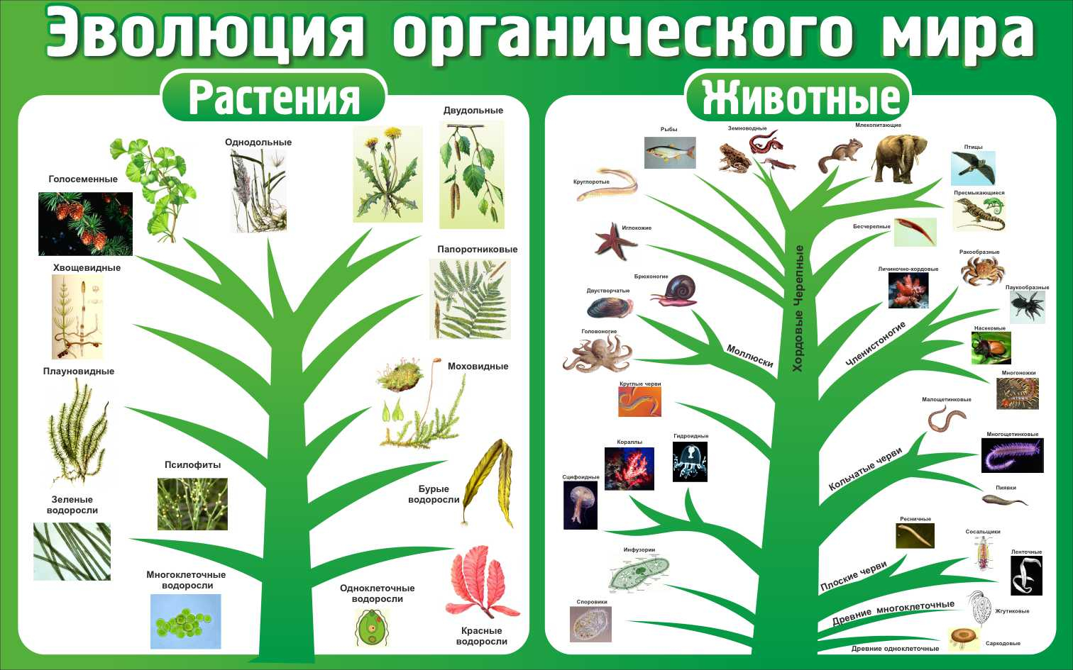 Стенд в кабинет биологии Эволюция органического мира купить в Сыктывкаре